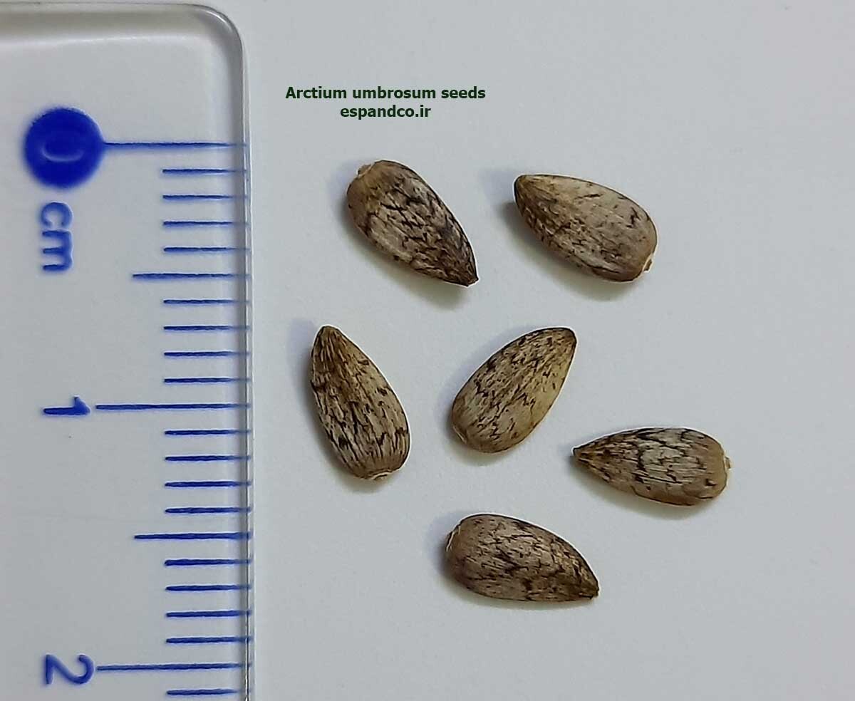 Arctium umbrosum seeds